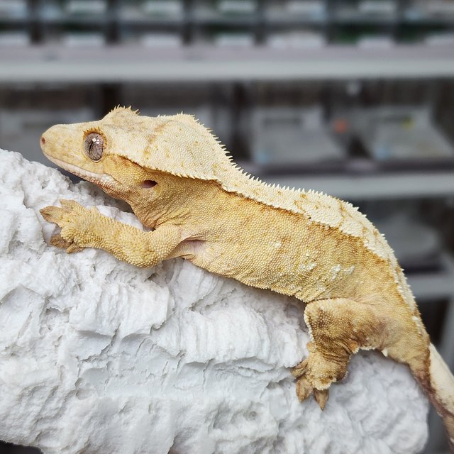 노멀 옐로우 화이트포트홀