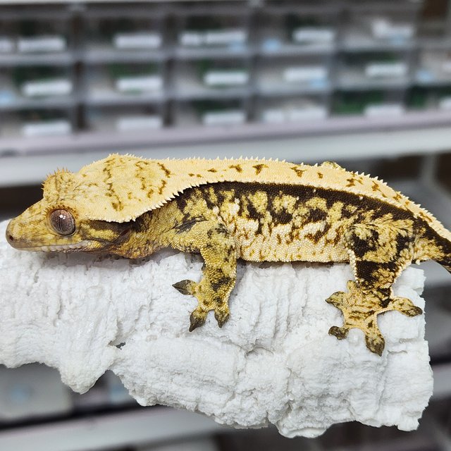 노멀 트라이 익스트림할리퀸