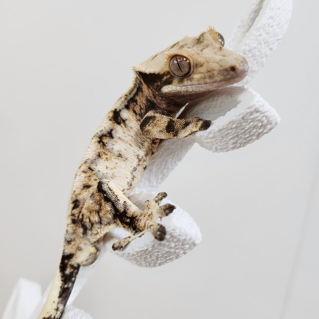 노멀 트라이 드리피 익스트림할리퀸