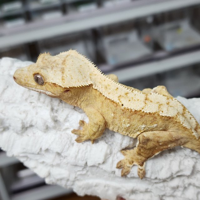 노멀 옐로우 화이트포트홀