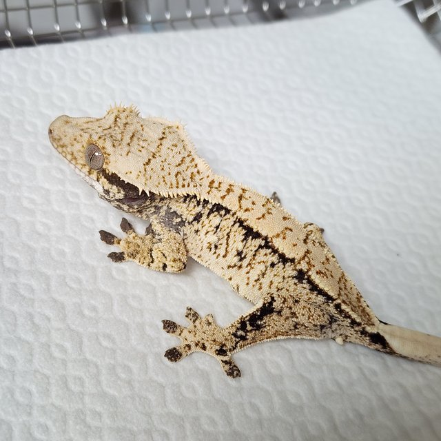 노멀 드리피 화이트스팟 화이트