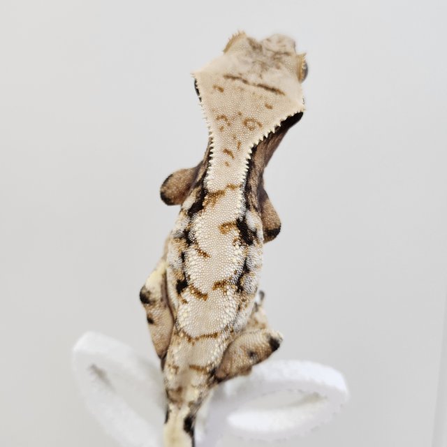 노멀 트라이 드리피 익스트림할리퀸