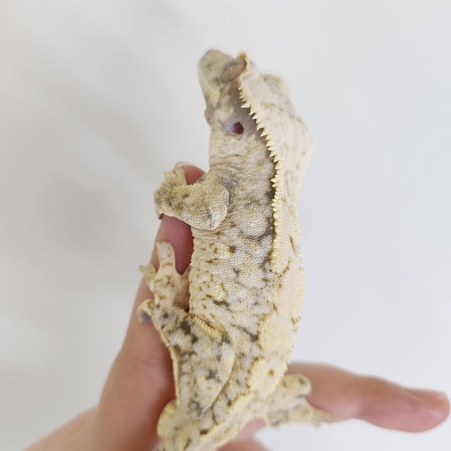 노멀 드리피 화이트스팟