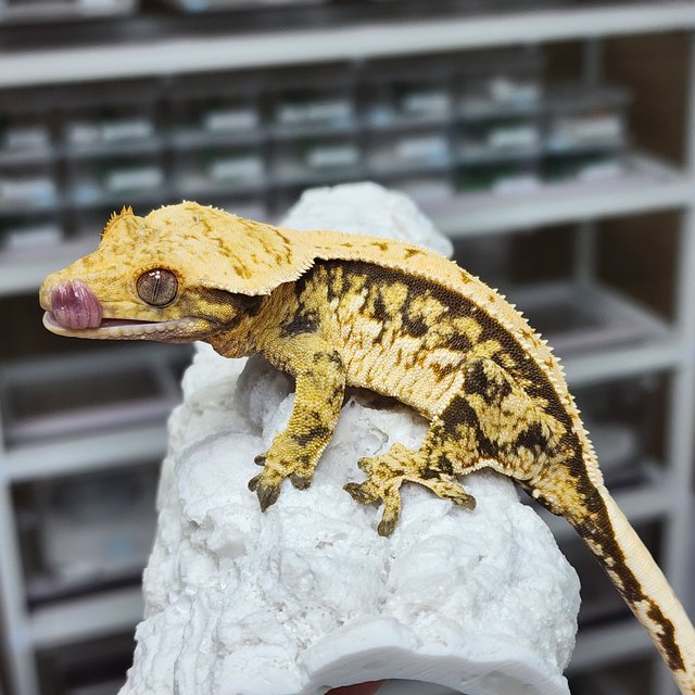 노멀 트라이 익스트림할리퀸