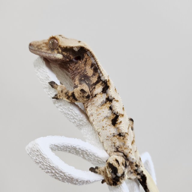 노멀 트라이 드리피 익스트림할리퀸