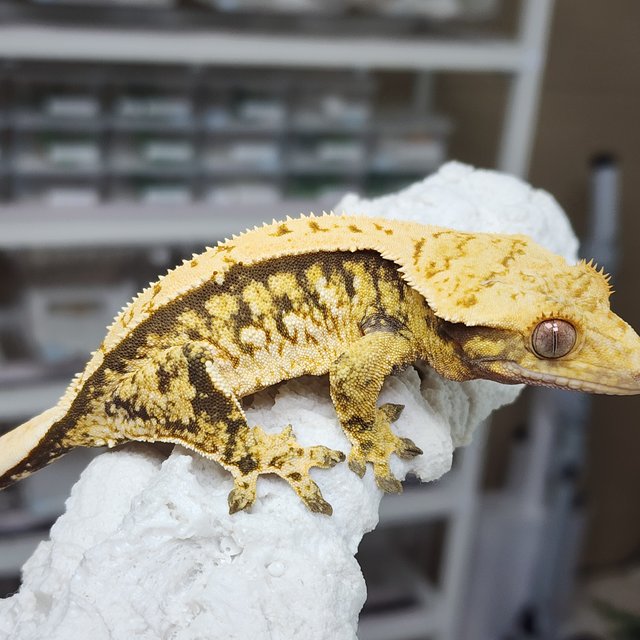 노멀 트라이 익스트림할리퀸