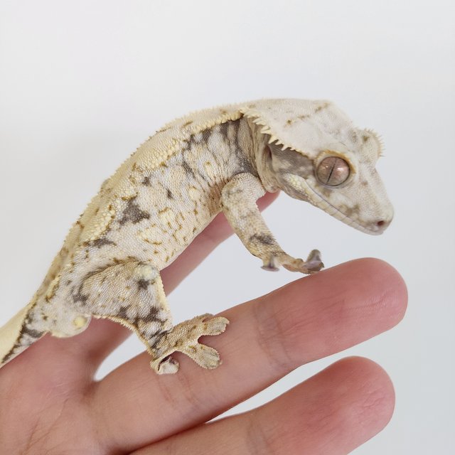 노멀 드리피 화이트스팟