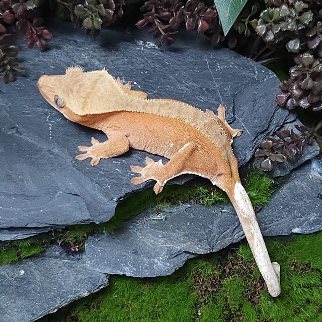 바이 레드