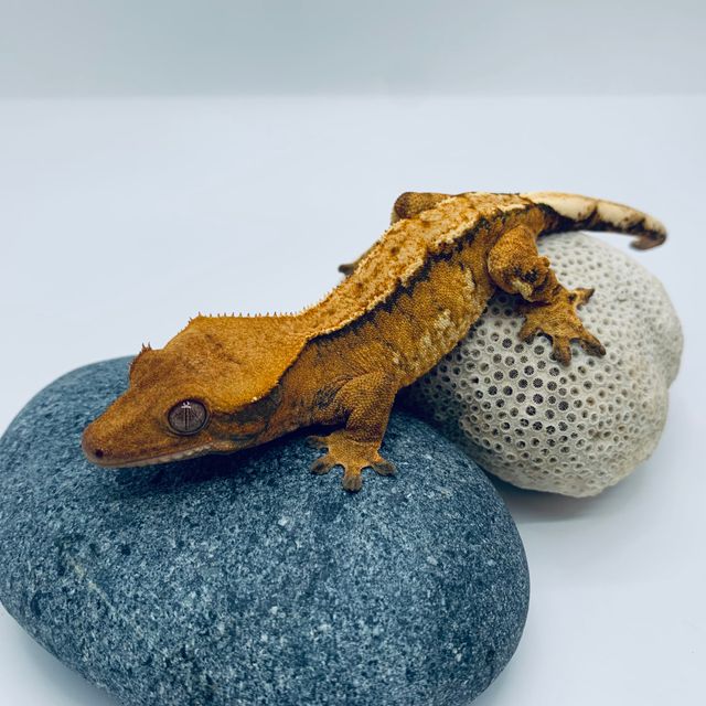 트라이 할리퀸