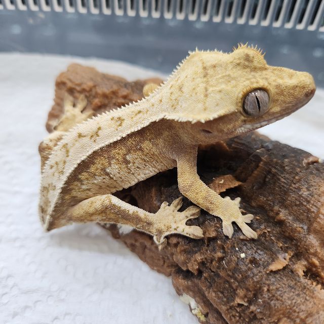 노멀 트라이 할리퀸 익스트림할리퀸