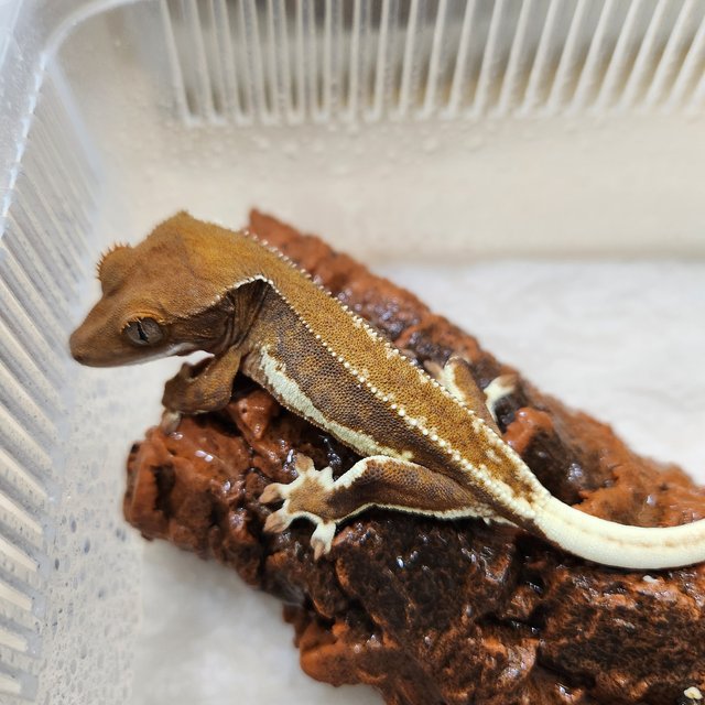 릴리화이트 팬텀 다크 챠콜