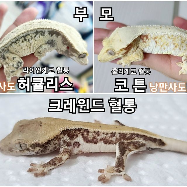 릴리화이트