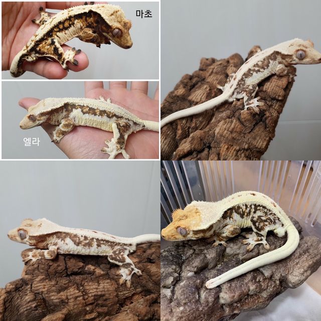 릴리화이트