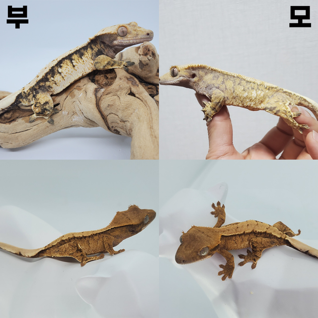 트라이 할리퀸