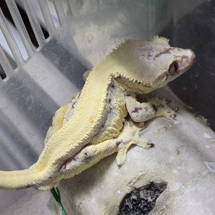 백합/다이노
