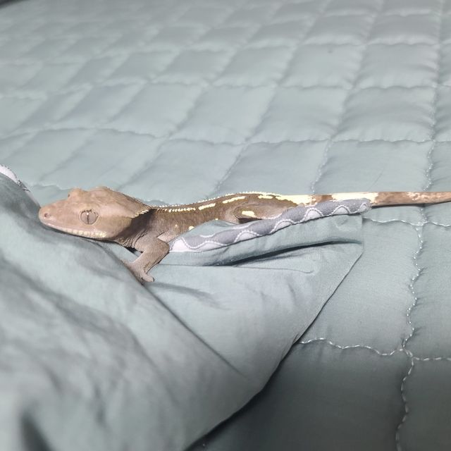 아잔틱