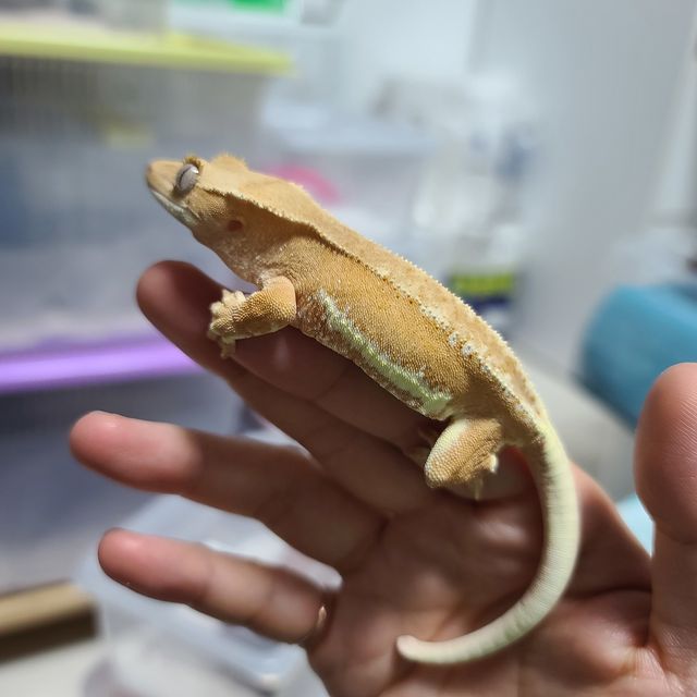 릴리화이트 팬텀 텐저린