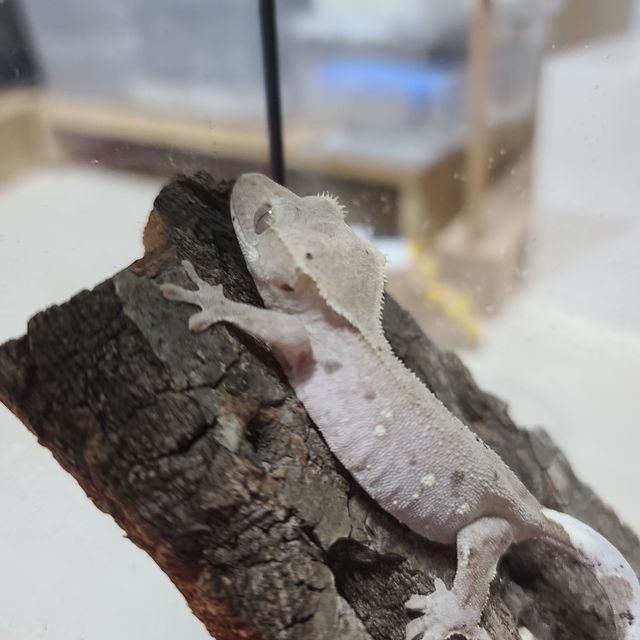 아잔틱
