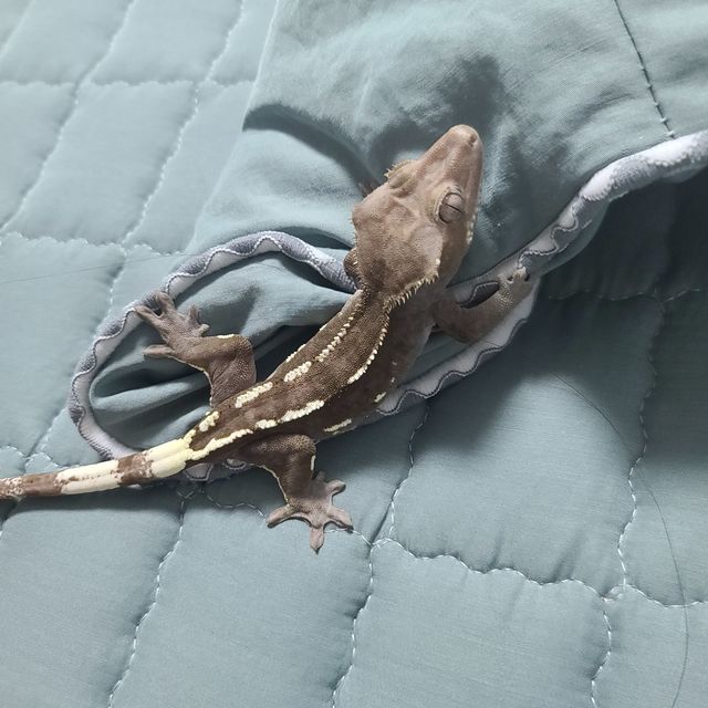 아잔틱