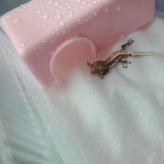 릴리화이트 트라이 익스트림할리퀸