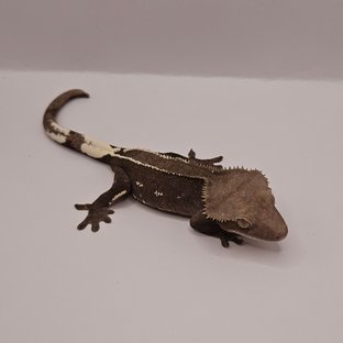 아잔틱