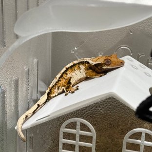 트라이 익스트림할리퀸