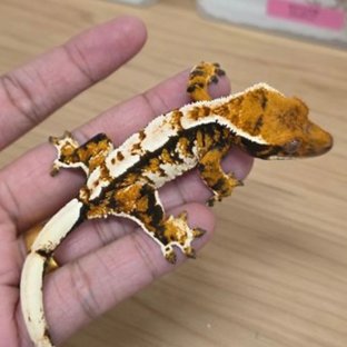 트라이 익스트림할리퀸