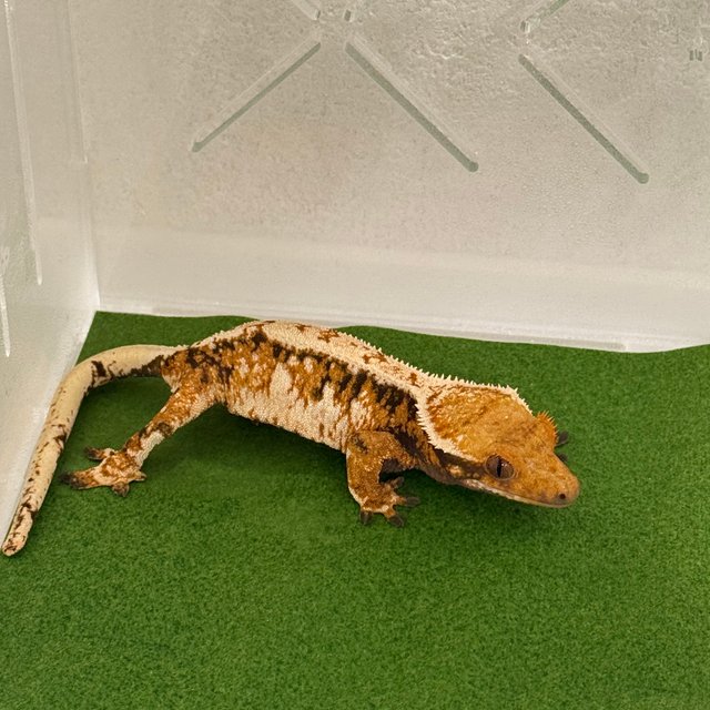 트라이 익스트림할리퀸