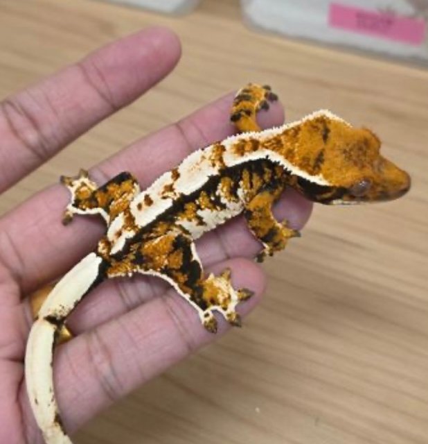 트라이 익스트림할리퀸