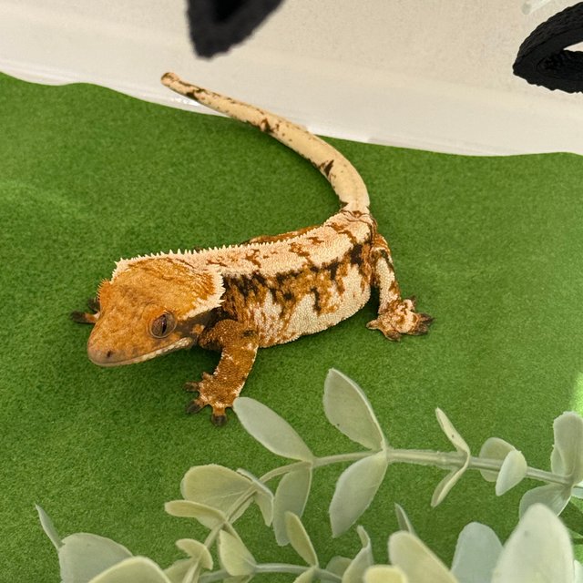 트라이 익스트림할리퀸