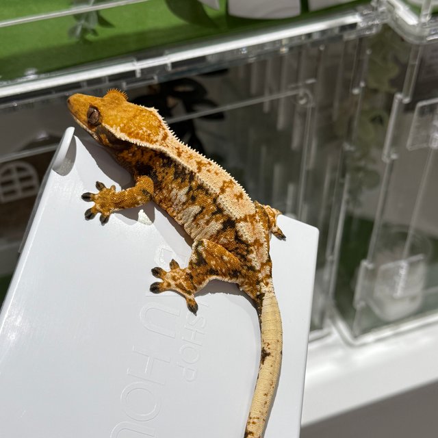 트라이 익스트림할리퀸