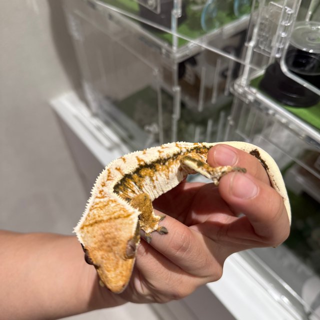 트라이 익스트림할리퀸