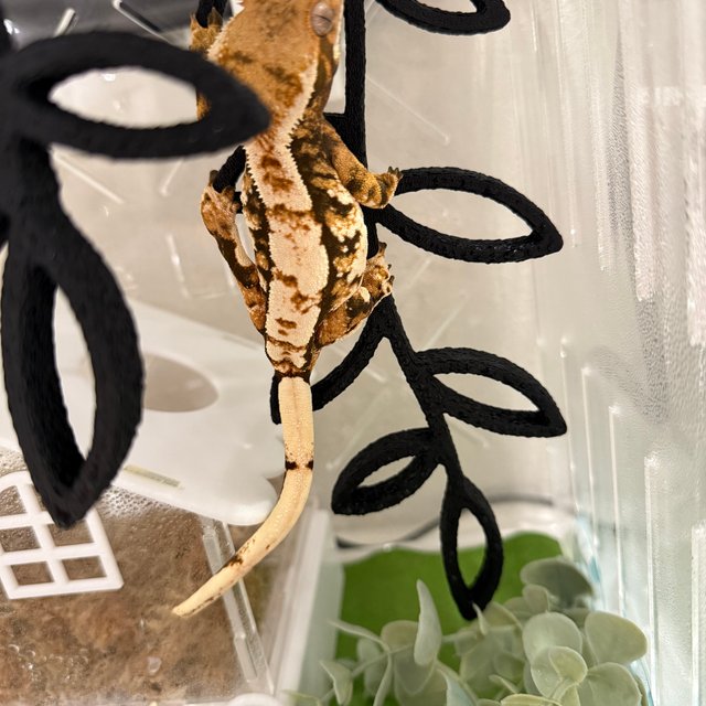 트라이 익스트림할리퀸