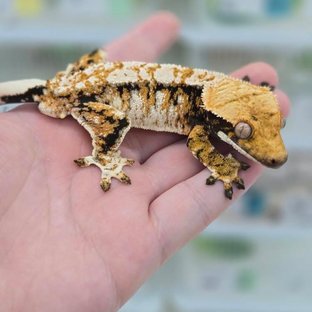 트라이 타이거 텐저린