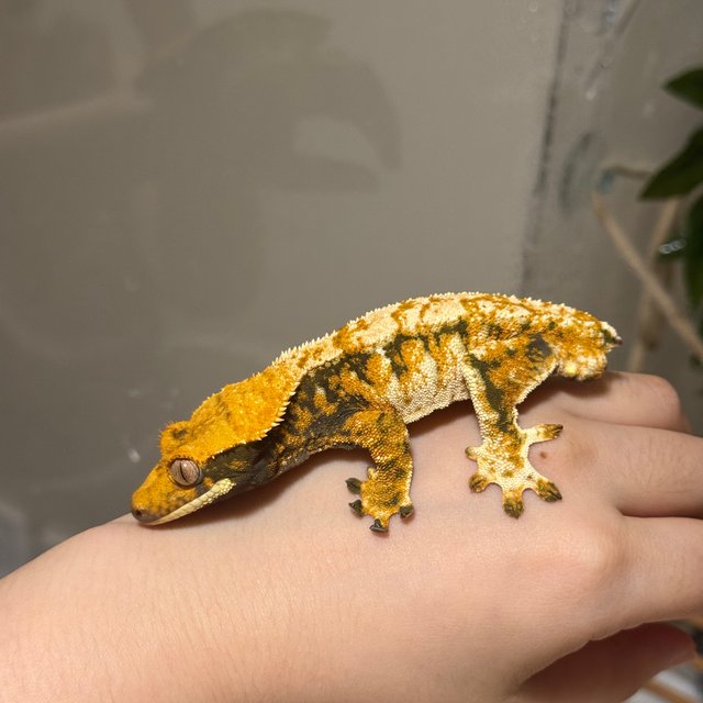 트라이 타이거 텐저린