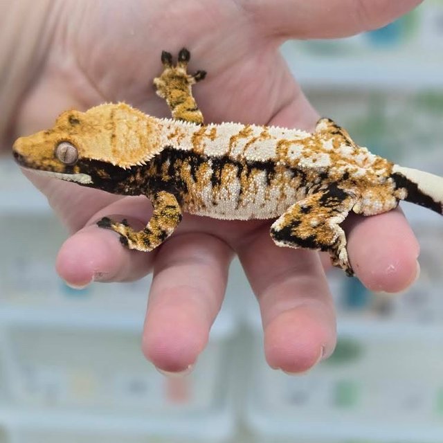 트라이 타이거 텐저린