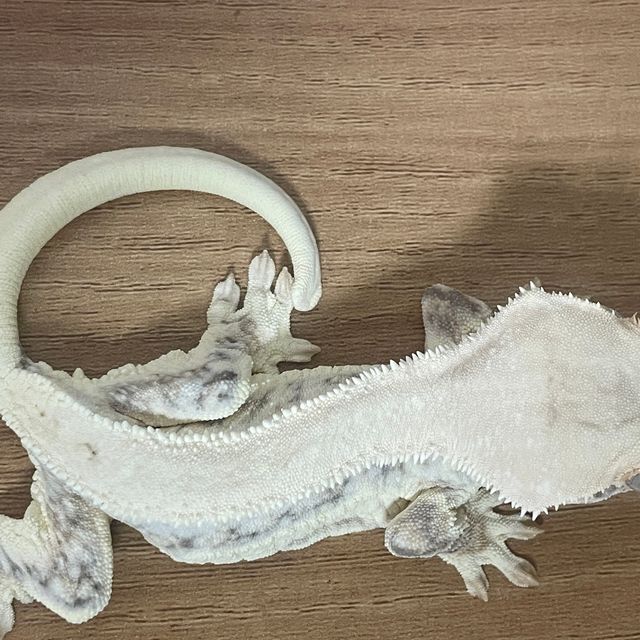 릴리화이트