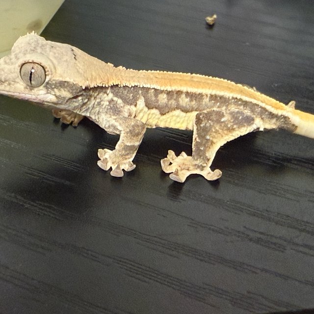 릴리화이트 풀핀 솔리드백