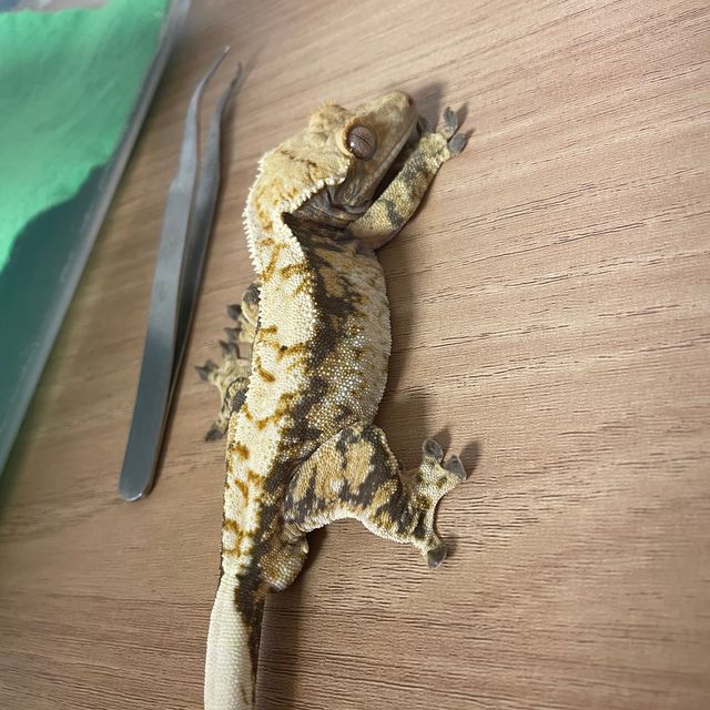 익스트림할리퀸 트라이