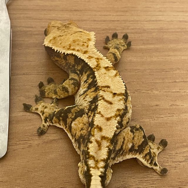 익스트림할리퀸 트라이