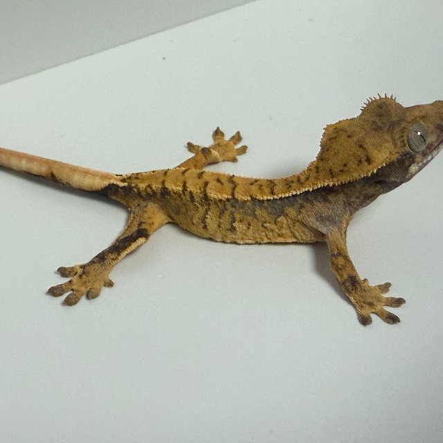 드리피 화이트스팟 노멀