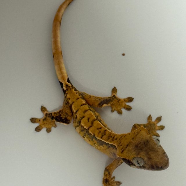 드리피 화이트스팟 노멀