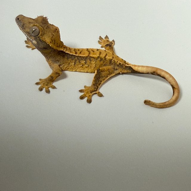 드리피 화이트스팟 노멀