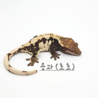 용과