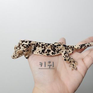 키위