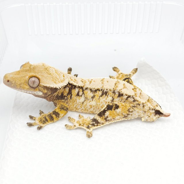 트라이 익스트림할리퀸 노멀