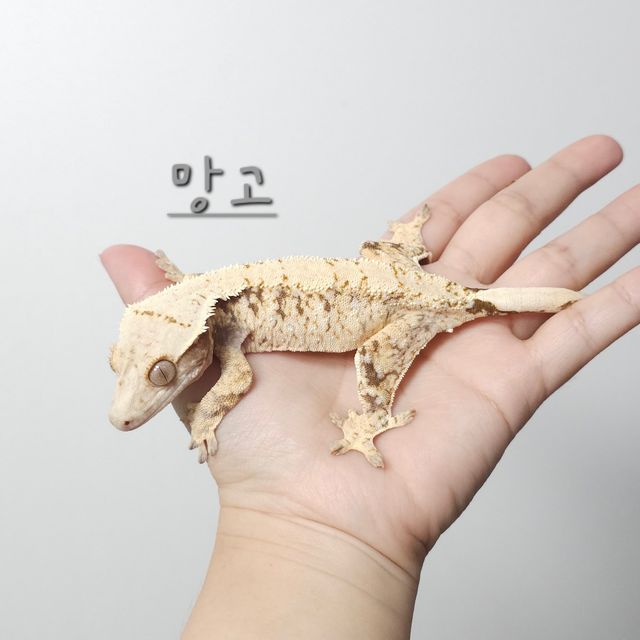 100%헷초초