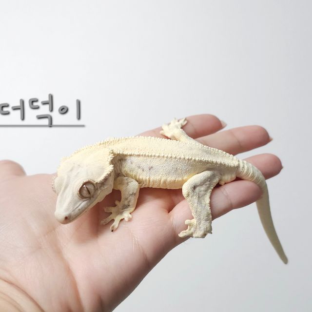 릴리화이트
