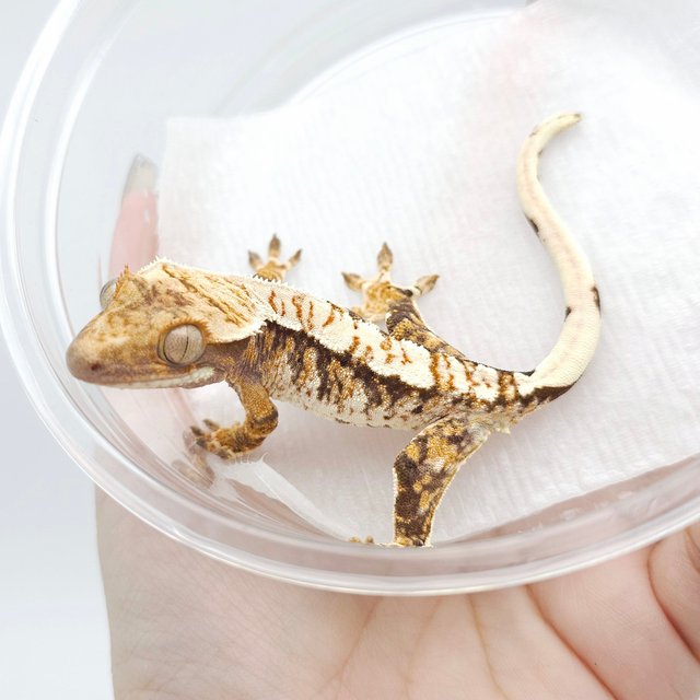 노멀 트라이 익스트림할리퀸