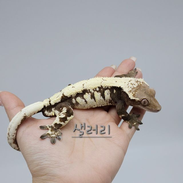 세이블